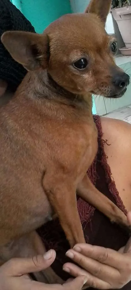Cachorro raça Pinscher idade  nome Suzi