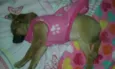 Bebel