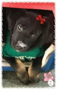 Laika