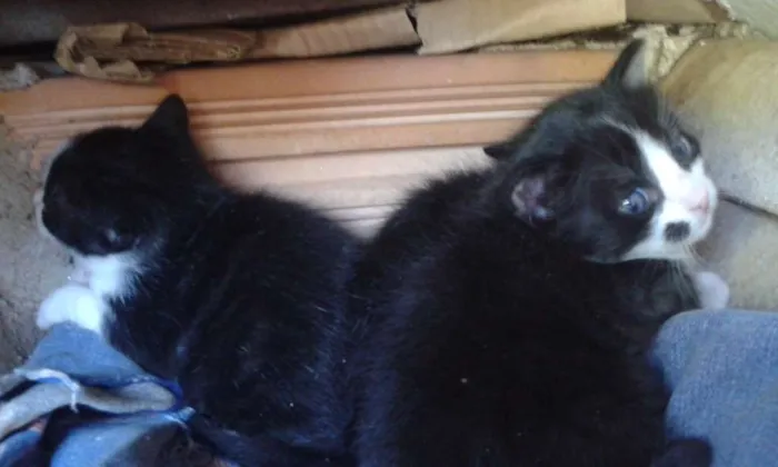 Gato ra a SRD idade Abaixo de 2 meses nome SEM NOME