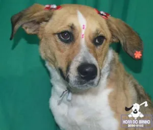 Cachorro raça SRD idade 2 a 6 meses nome LIMONADA