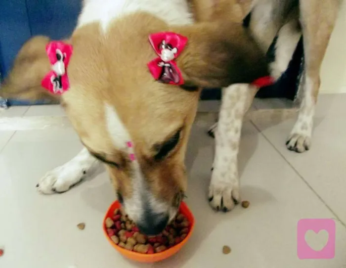 Cachorro raça SRD idade 2 a 6 meses nome LIMONADA