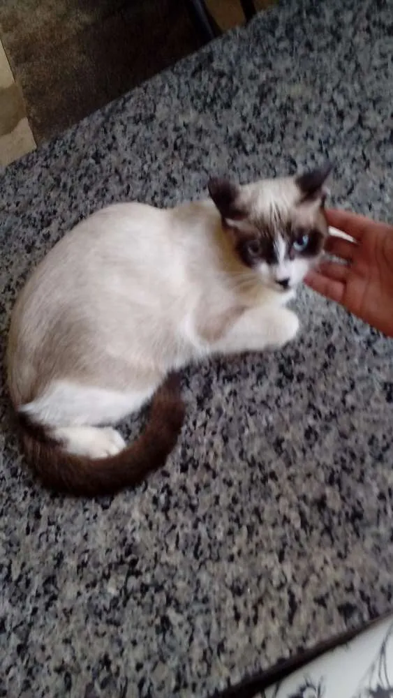 Gato ra a Siames  idade 7 a 11 meses nome Salim