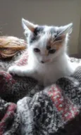 fOFINHA