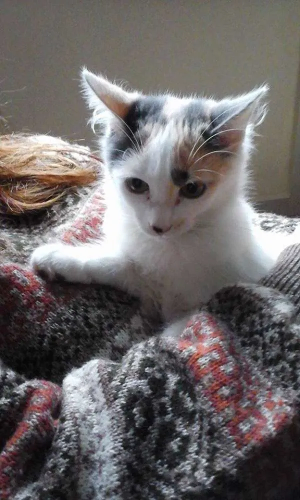 Gato raça SRD idade 2 a 6 meses nome fOFINHA