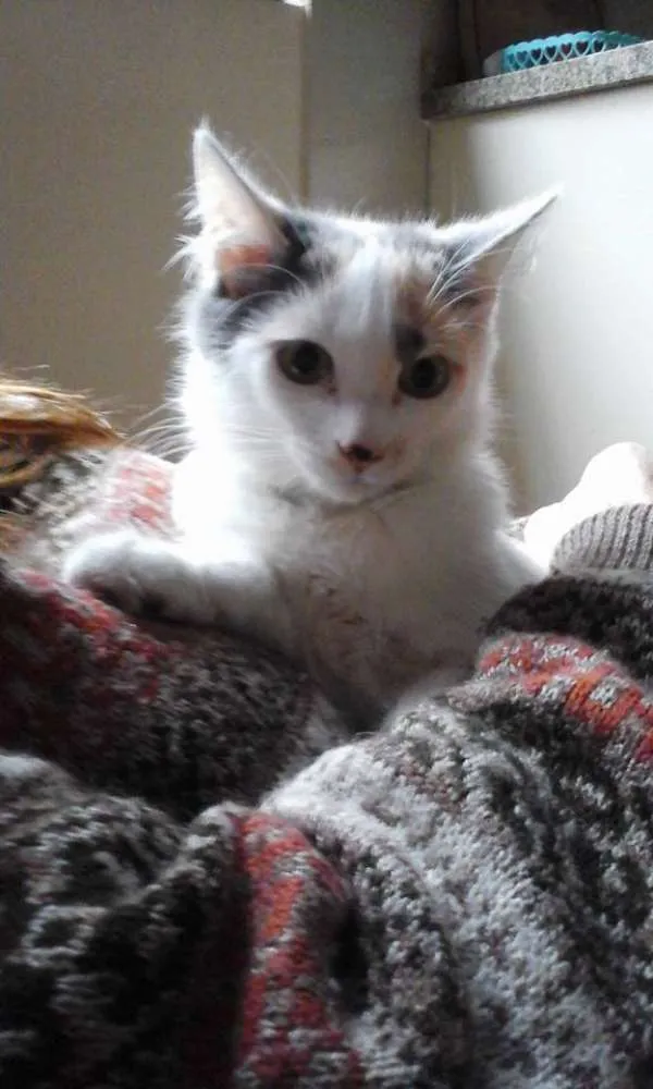 Gato raça SRD idade 2 a 6 meses nome fOFINHA