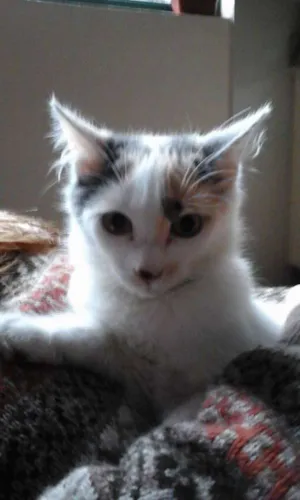Gato raça SRD idade 2 a 6 meses nome fOFINHA