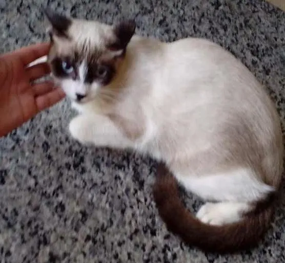 Gato ra a Siames  idade 7 a 11 meses nome Salim