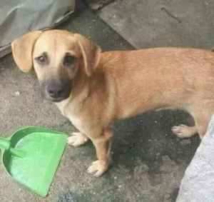 Cachorro raça srd idade 7 a 11 meses nome Principe