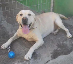 Cachorro raça Labrador idade 2 anos nome Marley