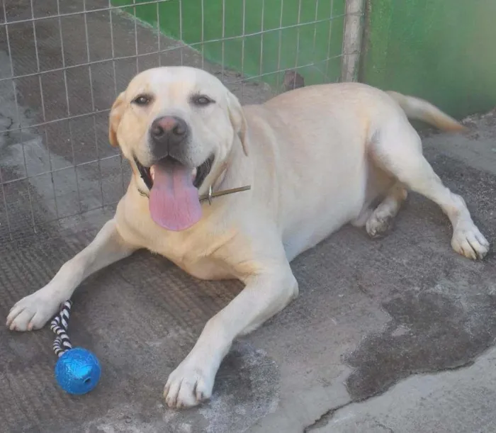 Cachorro ra a Labrador idade 2 anos nome Marley