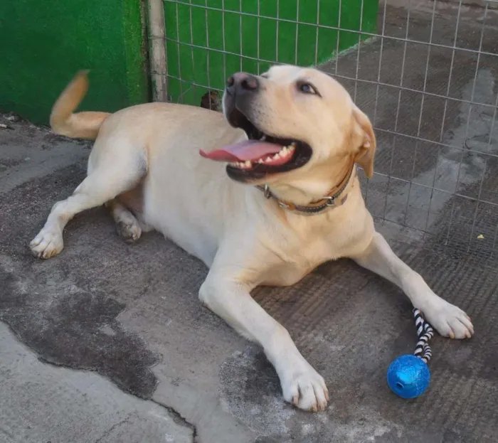 Cachorro ra a Labrador idade 2 anos nome Marley