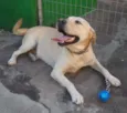 Marley