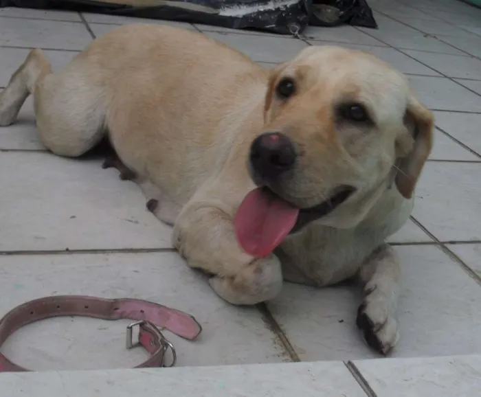 Cachorro ra a Labrador idade 2 anos nome Marley