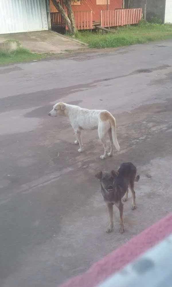 Cachorro ra a  idade 6 ou mais anos nome Eles não tem nomes 