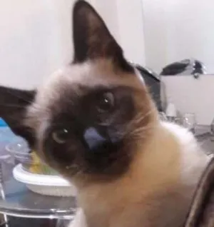 Gato raça mestiça siames idade 2 a 6 meses nome Theodora