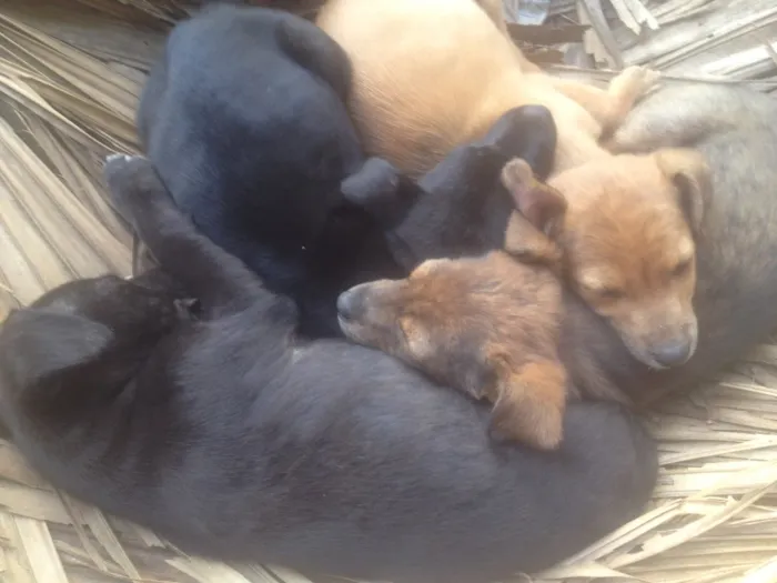 Cachorro ra a Vira-lata idade 2 a 6 meses nome Sem nomes 