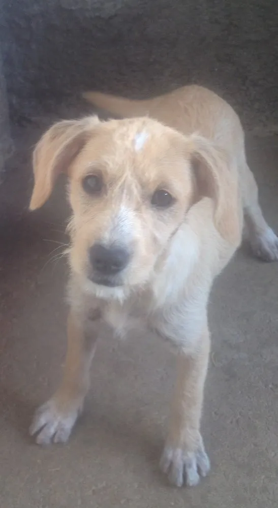 Cachorro ra a Vira-lata idade 2 a 6 meses nome Sem nomes 
