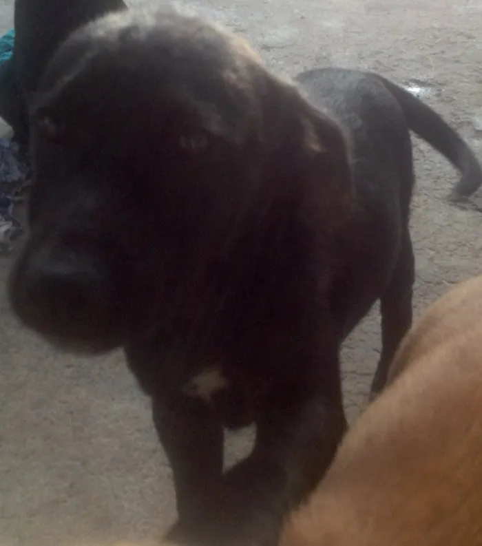 Cachorro ra a Vira-lata idade 2 a 6 meses nome Sem nomes 