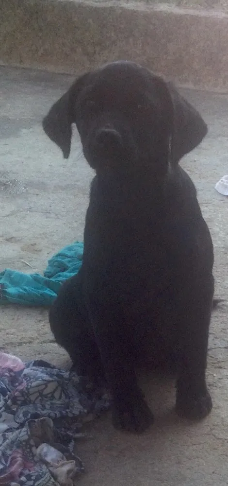 Cachorro ra a Vira-lata idade 2 a 6 meses nome Sem nomes 