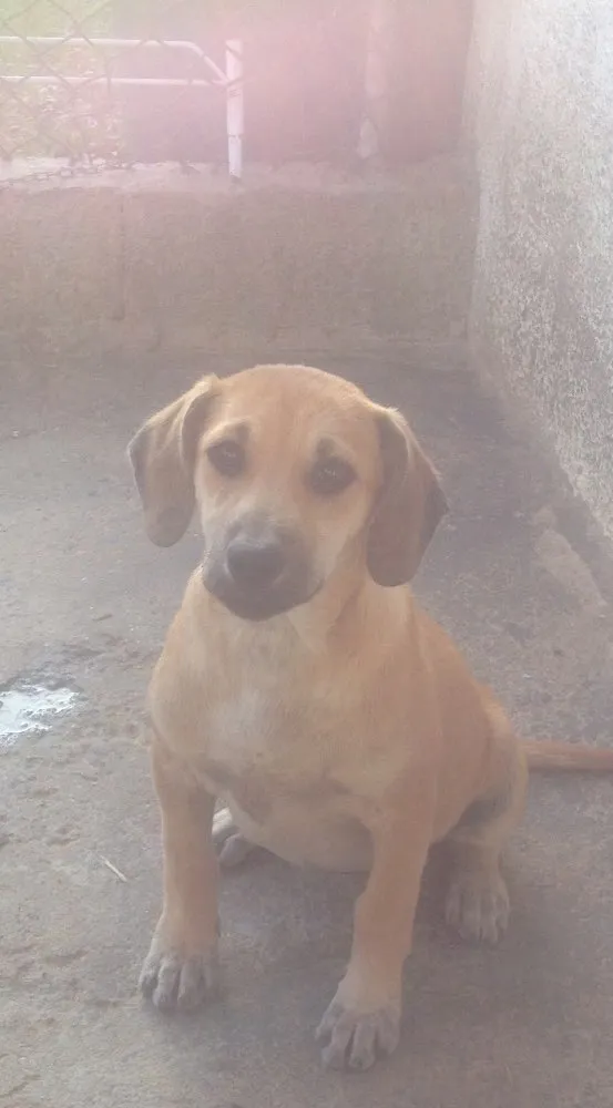 Cachorro ra a Vira-lata idade 2 a 6 meses nome Sem nomes 