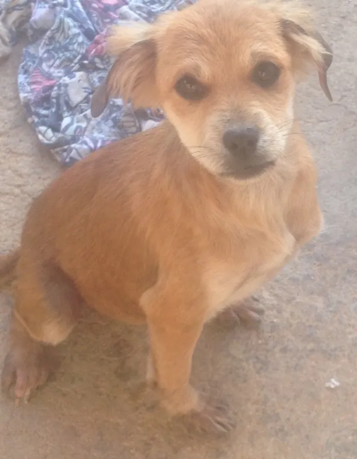 Cachorro ra a Vira-lata idade 2 a 6 meses nome Sem nomes 