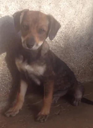 Cachorro raça Vira-lata idade 2 a 6 meses nome Sem nomes 