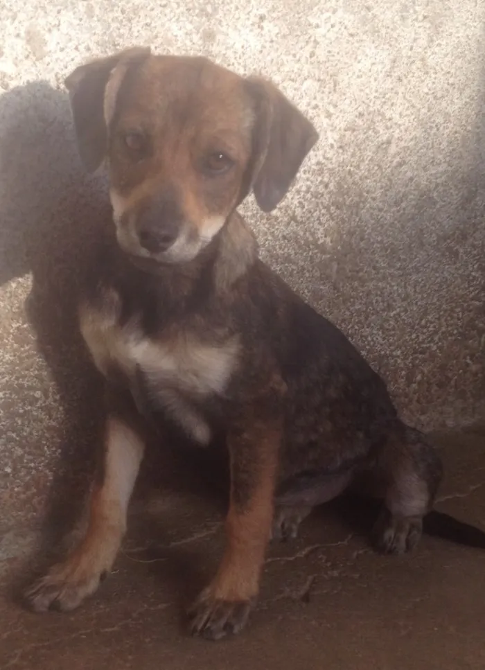 Cachorro ra a Vira-lata idade 2 a 6 meses nome Sem nomes 