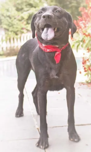Cachorro raça SRD idade 2 anos nome Emília