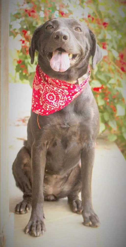 Cachorro raça SRD idade 2 anos nome Emília