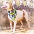 Bruno