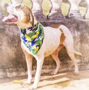 Cachorro raça SRD idade 2 anos nome Bruno