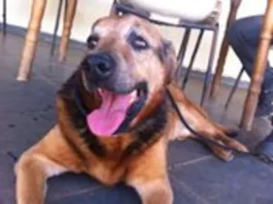 Cachorro raça SRD idade 6 ou mais anos nome Dino
