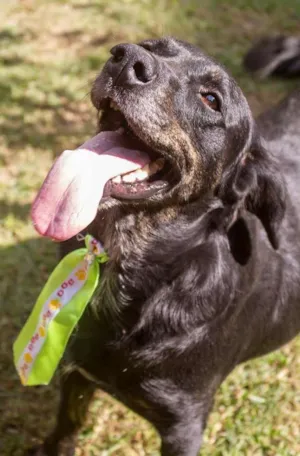 Cachorro raça SRD idade 3 anos nome Juan