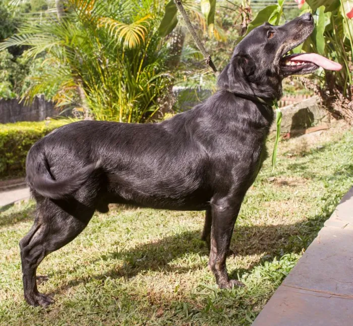 Cachorro ra a SRD idade 3 anos nome Juan