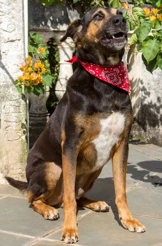 Cachorro ra a SRD idade  nome Willian