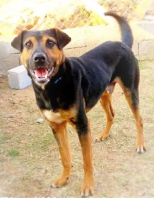 Cachorro raça SRD idade  nome Willian