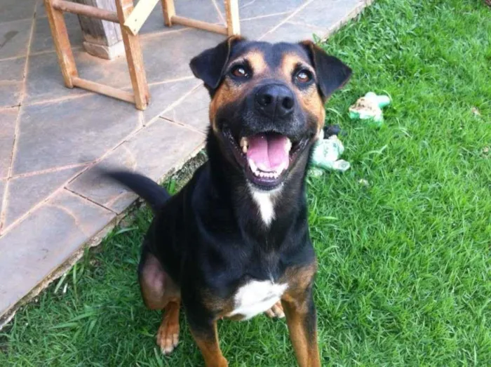 Cachorro ra a SRD idade  nome Willian