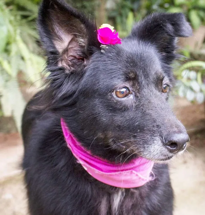 Cachorro ra a SRD idade  nome Fran