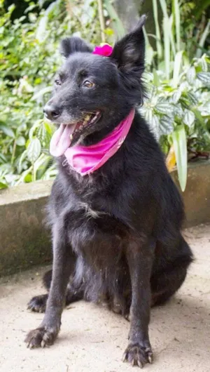 Cachorro raça SRD idade  nome Fran