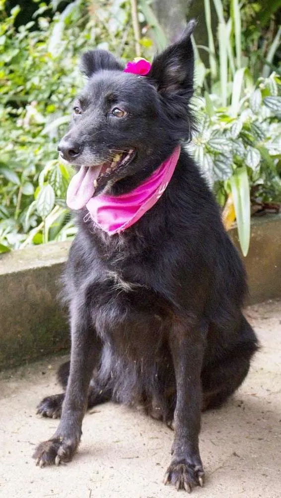 Cachorro ra a SRD idade  nome Fran