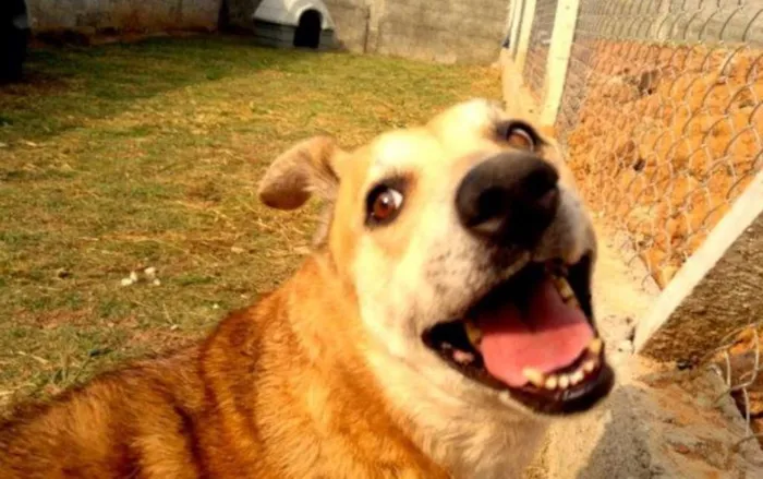 Cachorro ra a SRD idade 6 ou mais anos nome Meg
