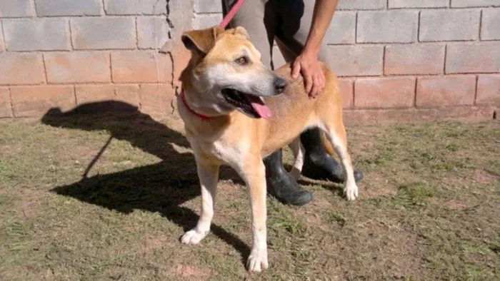 Cachorro ra a SRD idade 6 ou mais anos nome Meg
