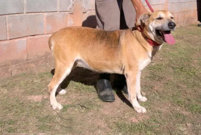 Cachorro ra a SRD idade 6 ou mais anos nome Meg