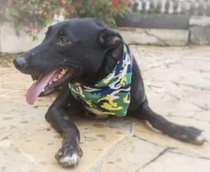 Cachorro raça SRD idade  nome Bob