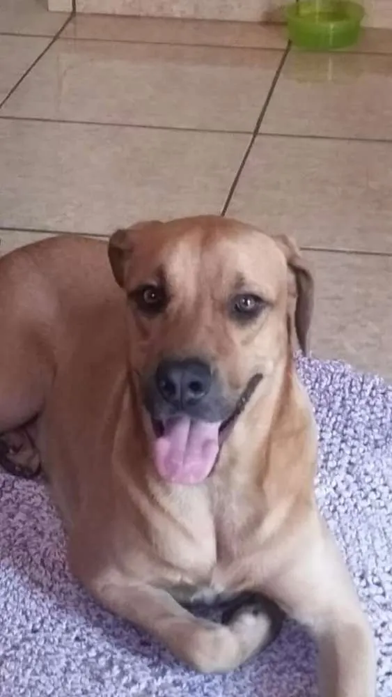 Cachorro ra a Labrador com fila idade 2 anos nome SCOOBY 