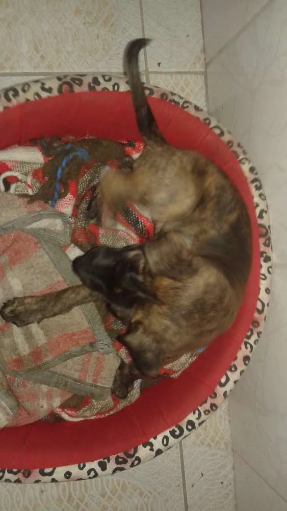 Cachorro ra a Sem raça idade 2 a 6 meses nome Lola