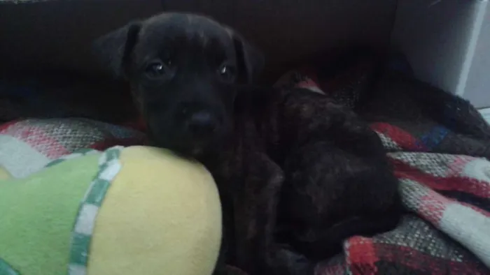Cachorro ra a Sem raça idade 2 a 6 meses nome Lola