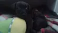 Lola