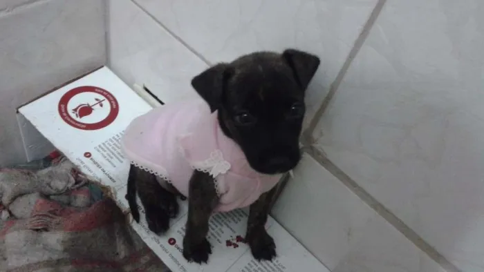 Cachorro ra a Sem raça idade 2 a 6 meses nome Lola